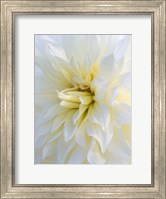 Framed Frozen Dahlia