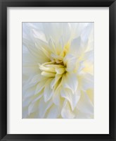 Framed Frozen Dahlia