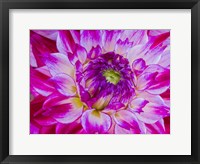 Framed Enchantress Dahlia