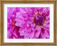 Framed Hot Pink Dahlia