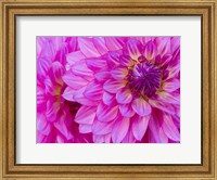 Framed Hot Pink Dahlia