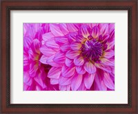 Framed Hot Pink Dahlia