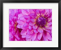 Framed Hot Pink Dahlia