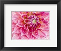 Framed Soft Pink Dahlia