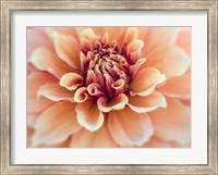 Framed Peachy Dahlia