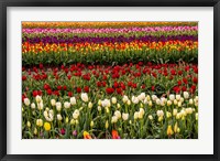 Framed Tulip Field In Bloom