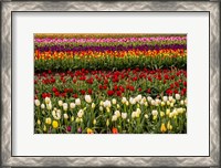 Framed Tulip Field In Bloom