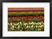 Framed Tulip Field In Bloom