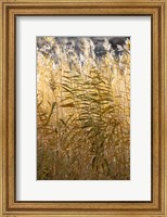 Framed Utah Grasses Along The Fremont River