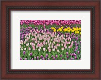 Framed Spring Tulip Garden In Full Bloom