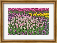 Framed Spring Tulip Garden In Full Bloom