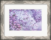 Framed Lilac Close-Up