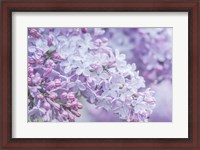 Framed Lilac Close-Up