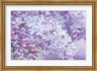 Framed Lilac Close-Up
