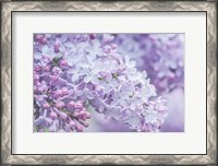 Framed Lilac Close-Up