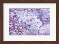 Framed Lilac Close-Up