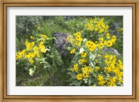 Framed Balsamroot Covering Hillsides In The Spring