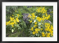 Framed Balsamroot Covering Hillsides In The Spring