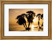 Framed Sunrise On The Beach, Through The Palms