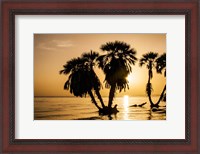 Framed Sunrise On The Beach, Through The Palms