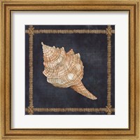 Framed Seashell on Navy IV