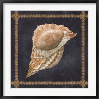 Framed Seashell on Navy VI