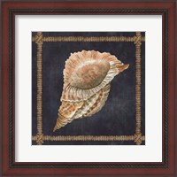 Framed Seashell on Navy VI