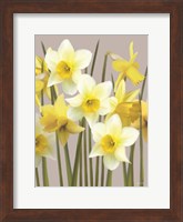 Framed Spring Daffodils