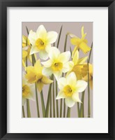 Framed Spring Daffodils