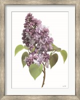 Framed Lilac Stem