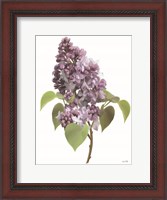 Framed Lilac Stem