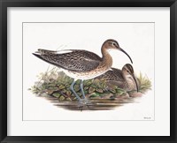 Framed Goulds Coastal Bird III