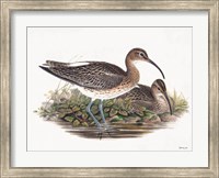 Framed Goulds Coastal Bird III