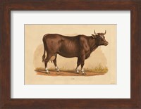 Framed Cow