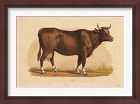 Framed Cow