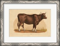 Framed Cow