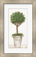 Framed Magnificent Topiary II