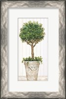 Framed Magnificent Topiary III