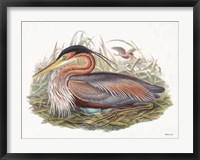 Framed Goulds Coastal Bird II