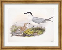 Framed Goulds Coastal Bird IV