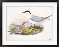Framed Goulds Coastal Bird IV