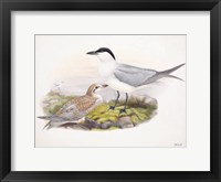 Goulds Coastal Bird IV Framed Print