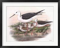 Framed Goulds Coastal Bird V