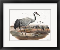 Goulds Coastal Bird VII Framed Print