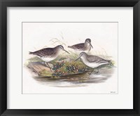 Goulds Coastal Bird IX Framed Print
