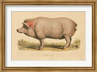 Framed Domestic Pig