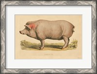 Framed Domestic Pig