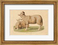 Framed Domestic Sheep
