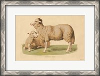 Framed Domestic Sheep