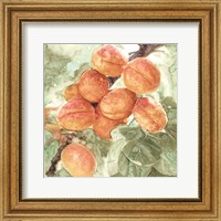 Framed Peach Branch